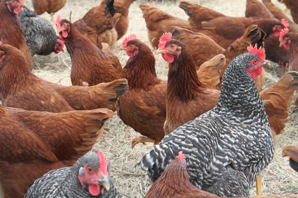 طريقة تربية الدجاج البلدي بالتفصيل وزيادة كميات البيض