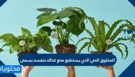 المخلوق الحي الذي يستطيع صنع غذائه بنفسه يسمى