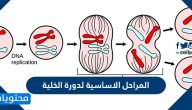 المراحل الاساسية لدورة الخلية