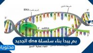 بم يبدأ بناء سلسلة dna الجديد