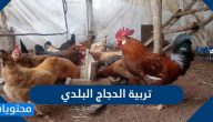 طريقة تربية الدجاج البلدي بالتفصيل وزيادة كميات البيض