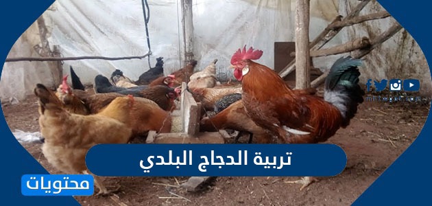 طريقة تربية الدجاج البلدي بالتفصيل وزيادة كميات البيض
