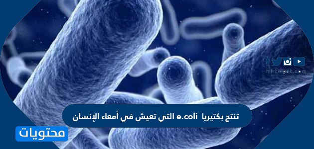 تنتج بكتيريا e.coli التي تعيش في امعاء الانسان