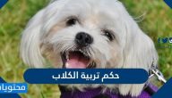حكم تربية الكلاب في الاسلام