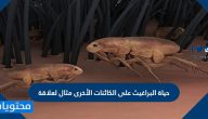 حياة البراغيث على الكائنات الأخرى مثال لعلاقة