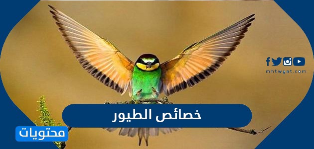 ما هي خصائص الطيور التي تميزها عن باقي الحيوانات