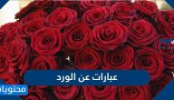 عبارات عن الورد .. أجمل الكلمات عن الورود والازهار