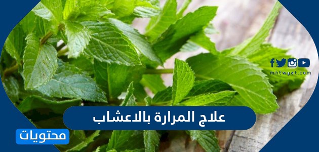 علاج المرارة بالاعشاب والآثار الجانبية للأعشاب المستخدمة في معالجة التهاب المرارة