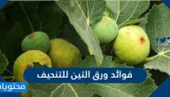 فوائد ورق التين للتنحيف وطريقة استخدامه