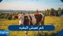 كم تعيش البقره