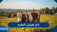 كم تعيش البقره