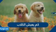 كم تعيش الكلاب وما هي طريقة تقدير عمر الكلاب