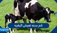 كم سنه تعيش البقره