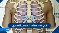 كم عدد عظام القفص الصدري