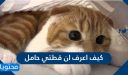 كيف اعرف ان قطتي حامل .. التزاوج والحمل عند القطط