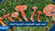 كيف تفيد الفطريات الجذرية النبات