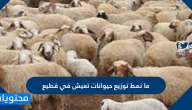 ما نمط توزيع حيوانات تعيش في قطيع