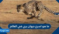 ما هو اسرع حيوان بري في العالم