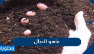 ماهو الدبال وما هي استخداماته وتركيبه وأهميته للتربة
