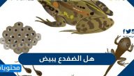 هل الضفدع يبيض .. حقائق حول دورة الضفدع للأطفال