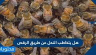 هل يتخاطب النحل عن طريق الرقص