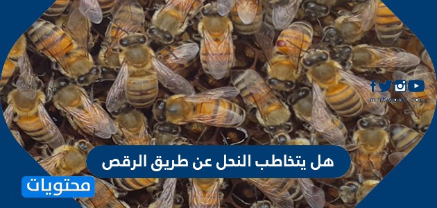 هل يتخاطب النحل عن طريق الرقص