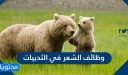 وظائف الشعر في الثدييات