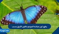 يظهر لون فراشة المورفو باللون الأزرق بسبب