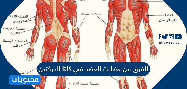 الفرق بين عضلات العضد في كلتا الحركتين - موقع محتويات