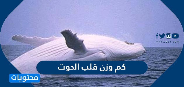 كم وزن قلب الحوت وما عدد نبضاته موقع محتويات