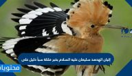 إتيان الهدهد سليمان عليه السلام بخبر ملكة سبأ دليل على