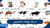اسماء حيوانات بالانجليزي مترجمة بالعربي بالصور