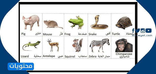 بالانجليزي والعربي الحيوانات اسماء مفردات الخضروات