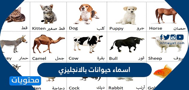 اسماء الحيوانات بالانجليزي والعربي