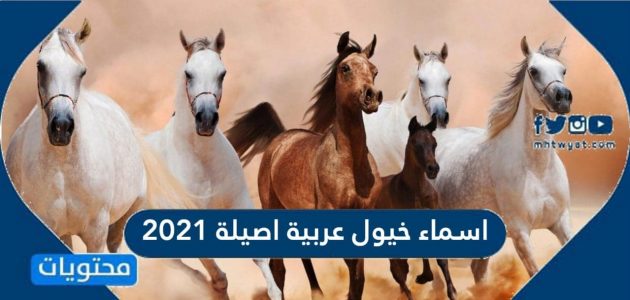 اسماء خيول عربية اصيلة مع معانيها 2022
