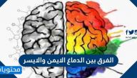 الفرق بين الدماغ الايمن والايسر