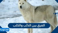 الفرق بين الذئب والكلب
