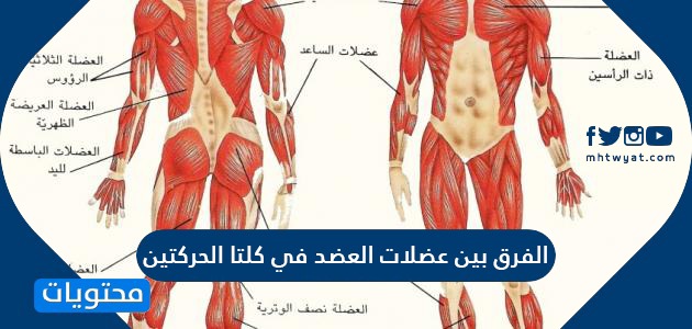 الفرق بين عضلات العضد في كلتا الحركتين