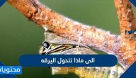 الى ماذا تتحول اليرقة