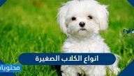 أفضل انواع الكلاب الصغيرة وأسمائها بالصور