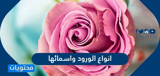 انواع الورود واسمائها بالعربي والانجليزي بالصور جميلة جدا