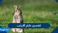 تفسير حلم رؤية الارنب في المنام لابن سيرين