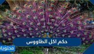 حكم اكل الطاووس