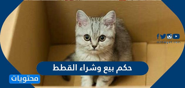 حكم بيع وشراء القطط في الاسلام