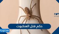 حكم قتل العنكبوت في الاسلام