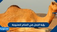 رؤية الجمل في المنام للمتزوجة والحامل والمطلقة والرجل