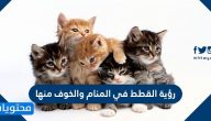 رؤية القطط في المنام والخوف منها