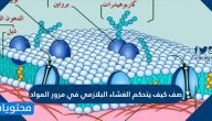 صف كيف يتحكم الغشاء البلازمي في مرور المواد
