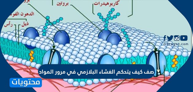 صف كيف يتحكم الغشاء البلازمي في مرور المواد
