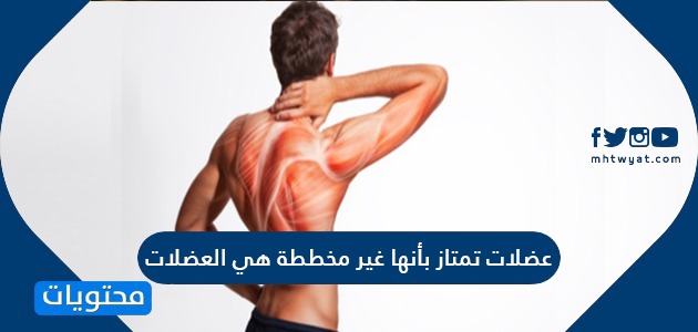 عضلات تمتاز بأنها غير مخططة هي العضلات